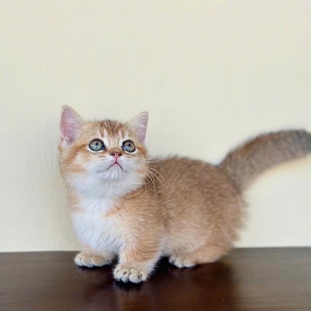 แมวมันช์กิ้น ny เด็กผู้หญิง 7