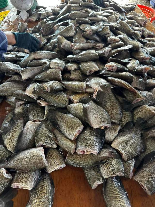 จำหน่ายปลาสลิด ราคาถูก   