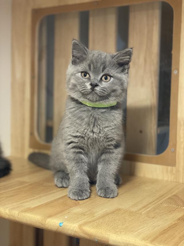 แมว มันช์กิ้นขายาว