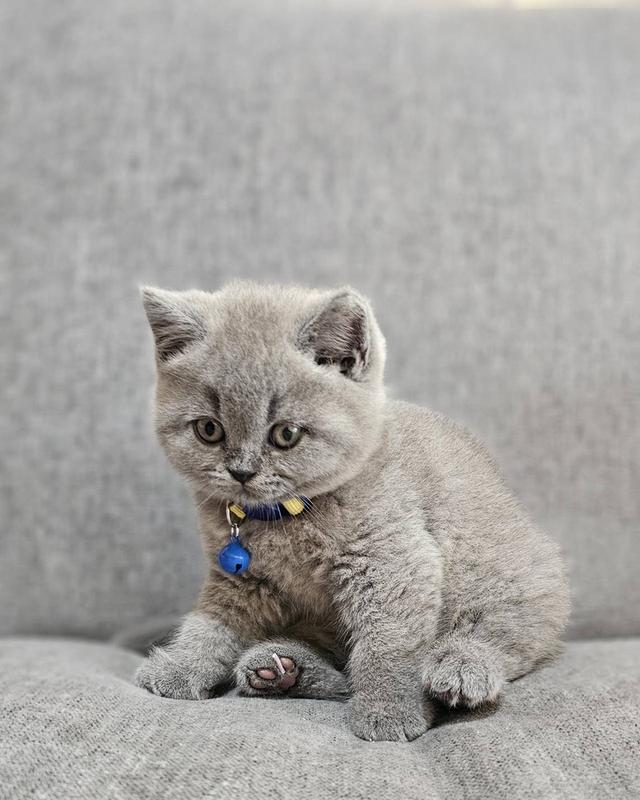 บริติชช็อตแฮร์แท้ น้องบลู 6