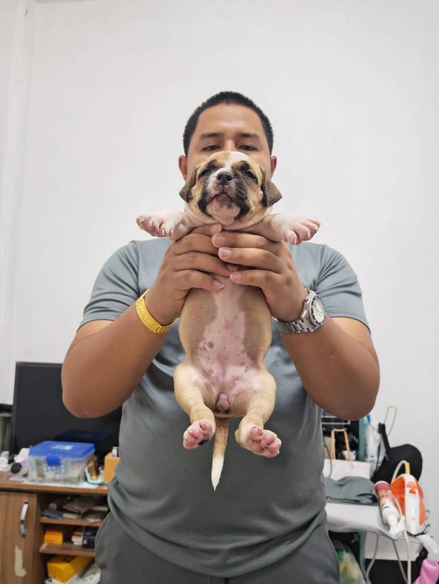 American bully3,500-5,500฿ อเมริกันบูลลี่สายพันธุ์แท้ราคาไม่แรง🏡p'tigerขอนแก่น 3,500-5,500฿ 15