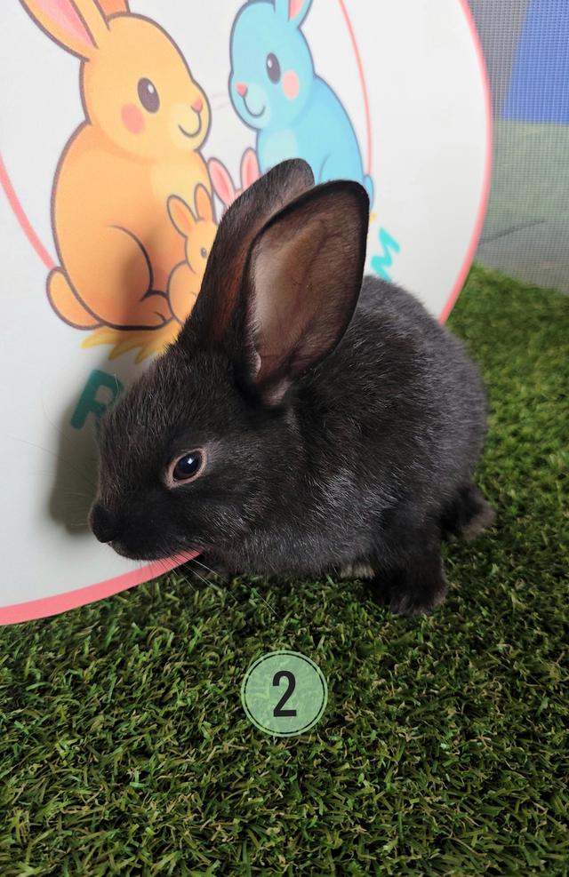 กระต่าย