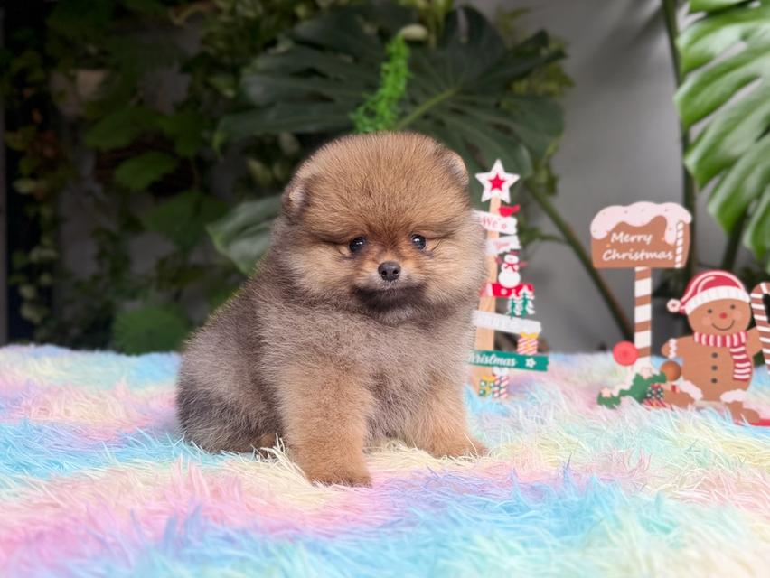 ปอมแท้ เพศเมียสีส้ม พิกัดรามอินทรา 2