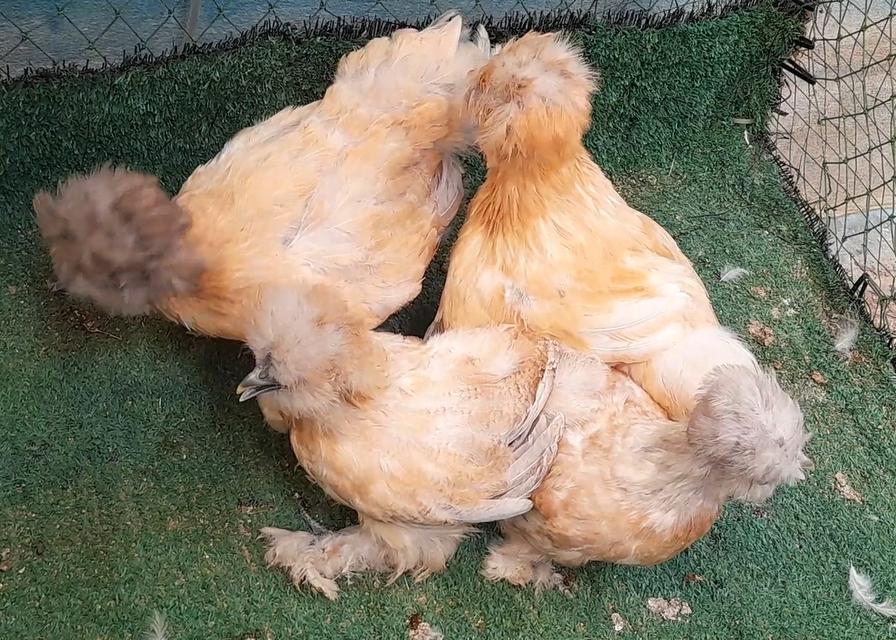 ซิลกี้ขนใบสีบัฟอายุ3ดือนชุด4ตัวผู้1เมีย3"โปรพิเศษส่งฟรีทั่วไทย" รูปที่ 9