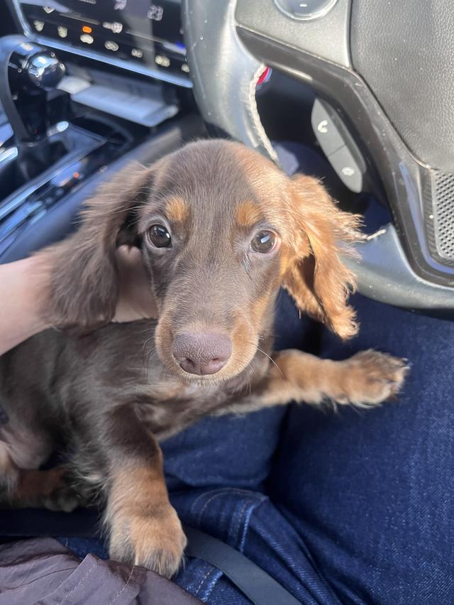 ดัชชุนมินิ brown tan