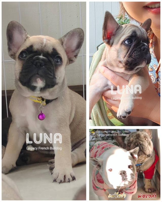 LUNA ลูกสุนัขเฟรนช์บูลด็อก เพศเมีย สีฟอว์น 5