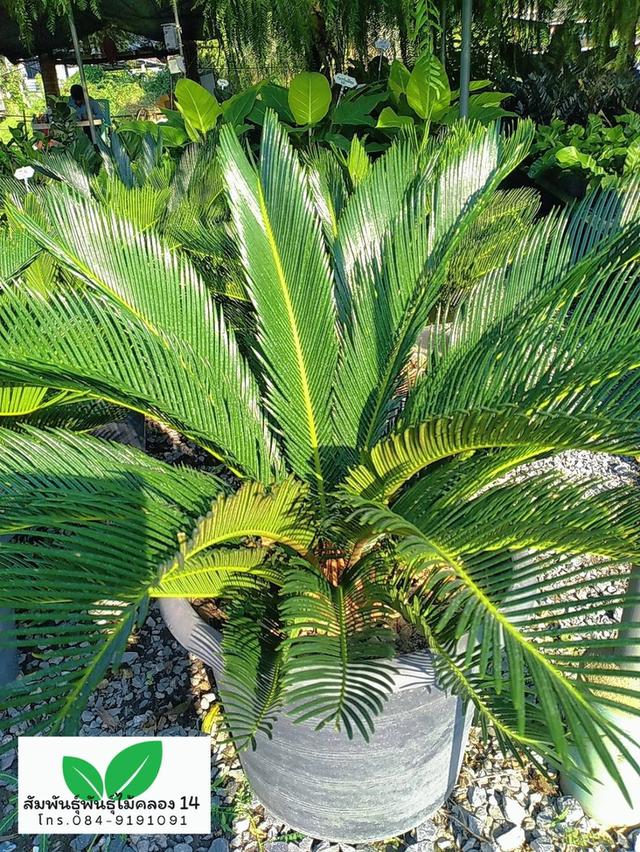 ปรง ต้นปรง ปรงญี่ปุ่น รูปที่ 2