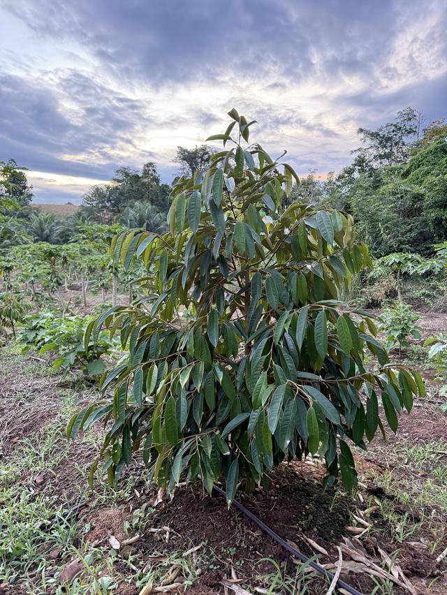 ขายที่ดิน พร้อมที่พักอาศัย 8