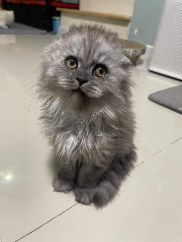 น้องแมวขี้อ้อนหูพับ(ชาย 2 เดือน)พร้อมย้าย 4