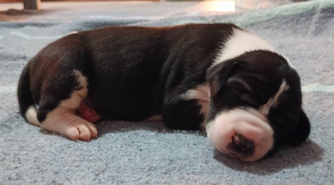 สุนัข เกรทเดน Great dane รูปที่ 5