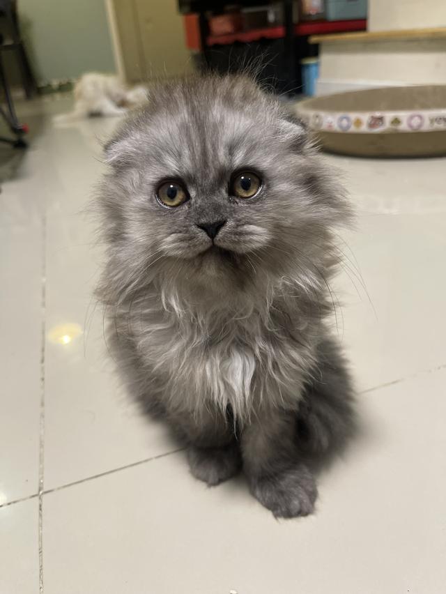 น้องแมวขี้อ้อนหูพับ(ชาย 2 เดือน)พร้อมย้าย