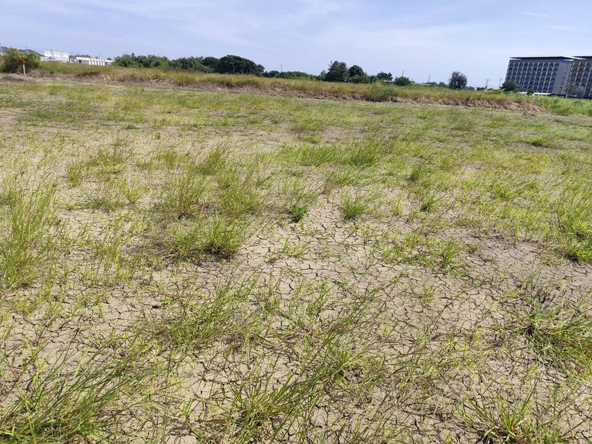 แปลง 1-9 ไร่แปลงสวย อากาศดี มีบ่อน้ำใส แบ่งได้ ที่ใกล้หอพัก นกฮูกเก้า ม. เกษตร กำแพงแสน 5