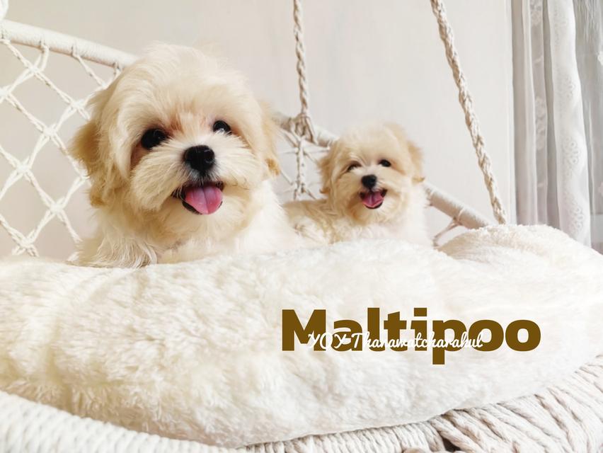 ลูกสุนัข Moltipoo มอลติพู