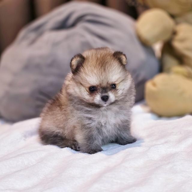 ปอมทีคัพน้องชามมี่เพศหญิงสาวน้อยน่ารักมาก