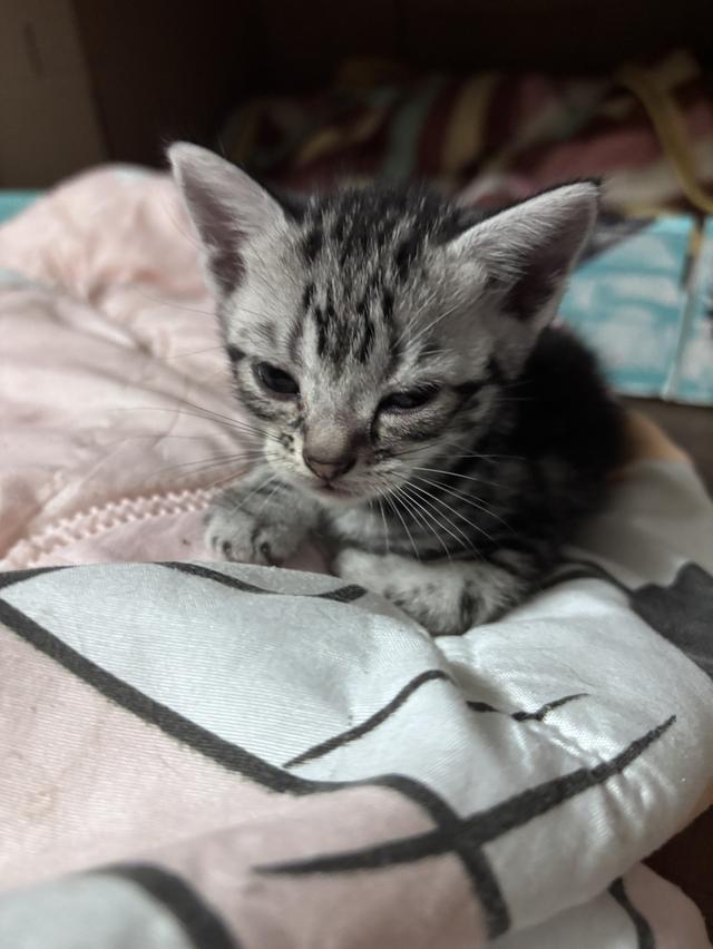 ลูกแมว