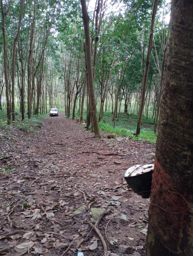 ที่ดิน อ.โป่งน้ำร้อน จ.จันทบุรี 12
