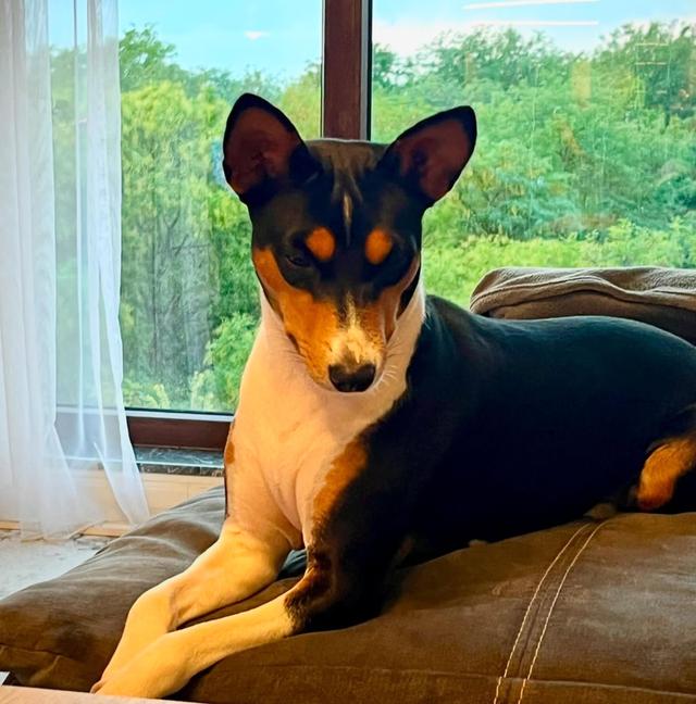 ขายสุนัขพันธุ์แท้ Basenji สีสวยน่ารักมาก 3