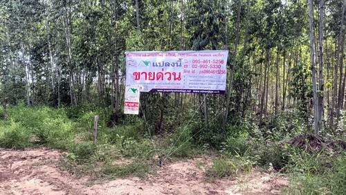 ที่ดินพร้อมสวนป่ายูคาลิปตัส 20-0-18 ไร่ สันป่าตอง นาเชือก มหาสารคาม