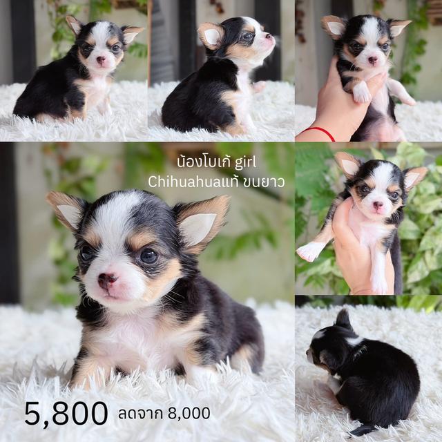 Chihuahuaขนยาวพันธุ์แท้ รูปที่ 4
