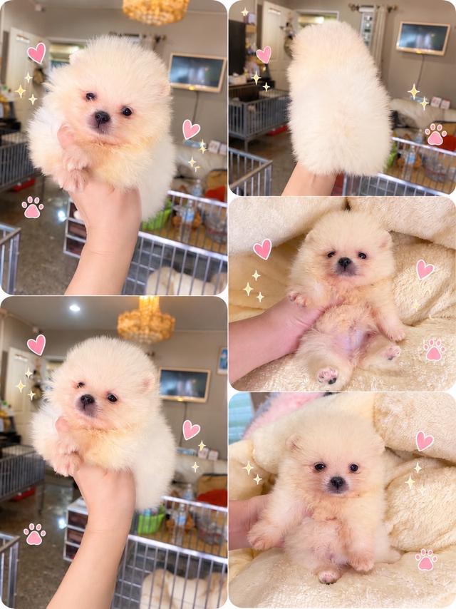 ลูกปอมเมอเรเนียนแท้ มีบริการจัดส่งทั่วประเทศ รูปที่ 14