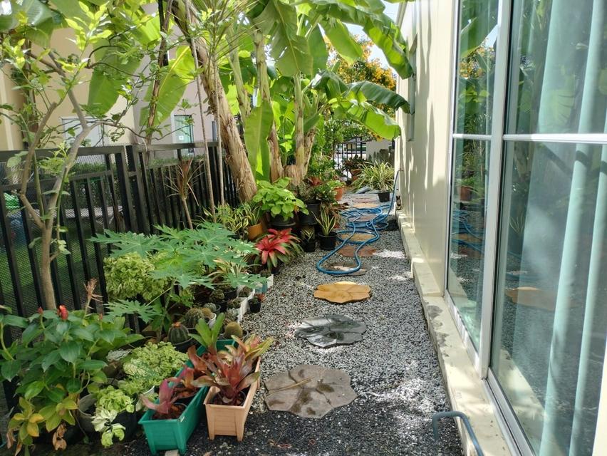 🏡ขายบ้านแฝด พฤกษา เทพารักษ์-เมืองใหม่โครงการ 1 สมุทรปราการ 13