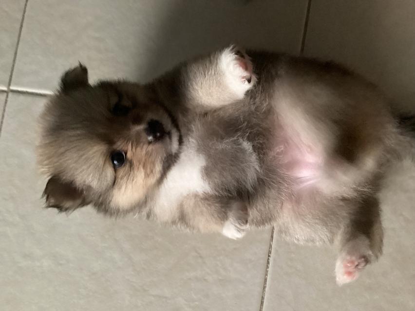 ปอมเปอเรเนียน