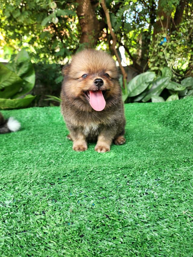 ปอมเมอเรเนียน อุดรธานี