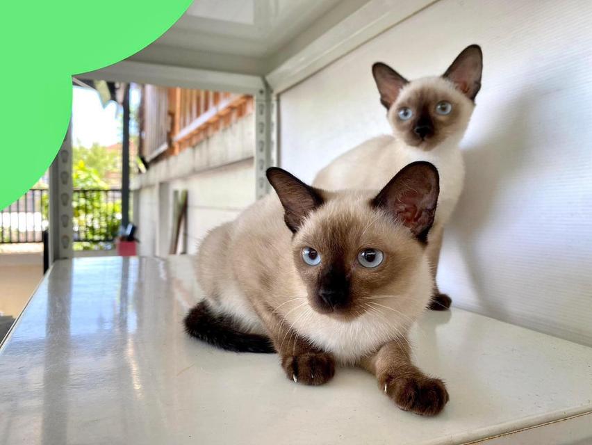 Siamese Kittens Ready WhatsApp me : +66 63 826 3042
