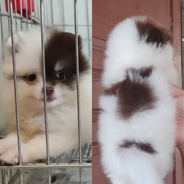 ลูกสุนัขพันธุ์ปอมเมอเรเนี่ยน เพศผู้ 