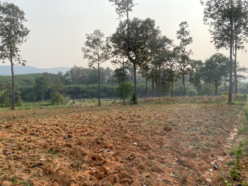 ขายที่ดิน 37 ไร่ ติดทางหลวงสาย เลย เพชรบูรณ์ 14