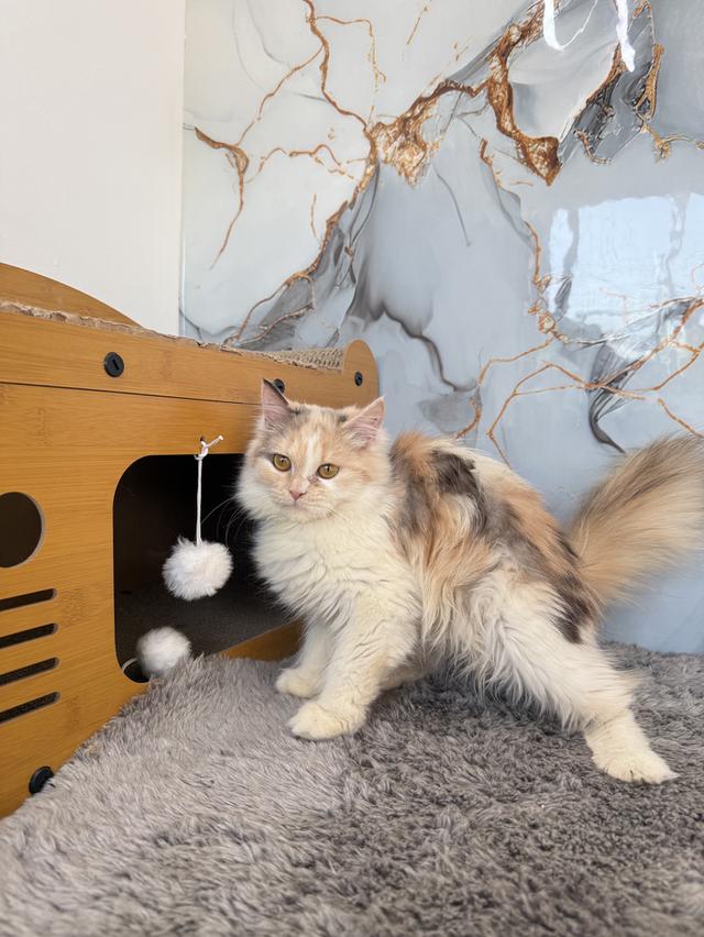 ลูกแมวพันธุ์เปอร์เซีย รูปที่ 5