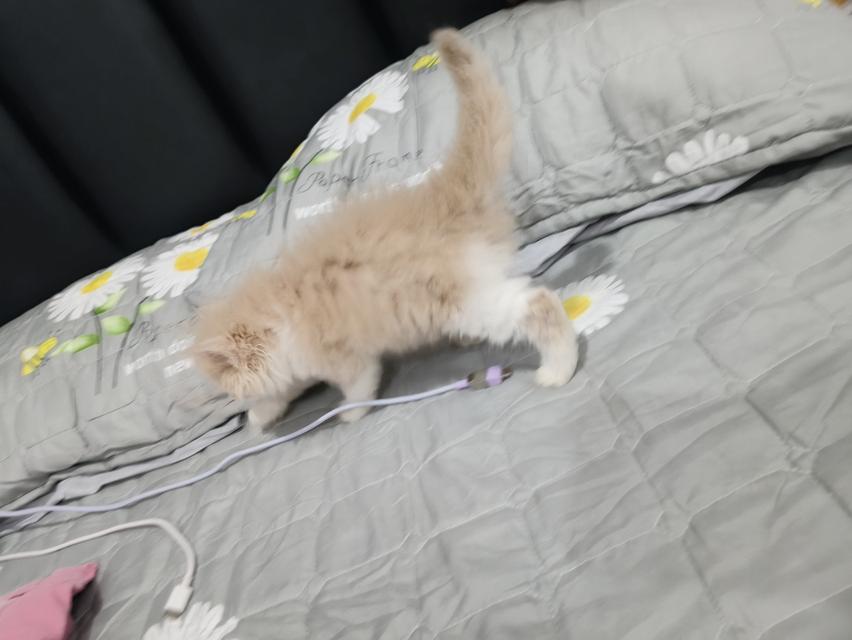 ❌❌ปิดการขาย เด็กชาย  หาบ้าน🏠🏡😻😻😻😻 รูปที่ 7