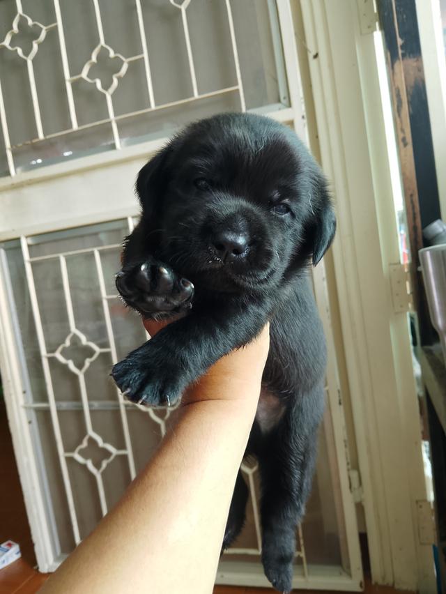 ขายลูกสุนัขพันธุ์ลาบราดอร์ รูปที่ 1