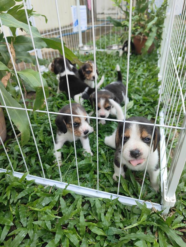 บีเกิ้ลแท้ ไซส์13-15" พิกัดอำเภอเมืองเพชรบุรี รูปที่ 2