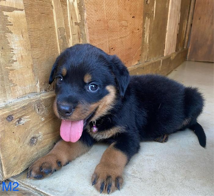 สุนัขร็อตไวเลอร์ โครงสร้างสวย กระโหลกใหญ่ รักเจ้าของ รูปที่ 6