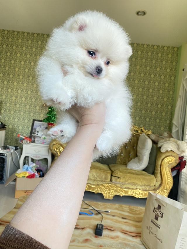 ลูกปอมแท้ พร้อมย้ายบ้านจัดส่งฟรี