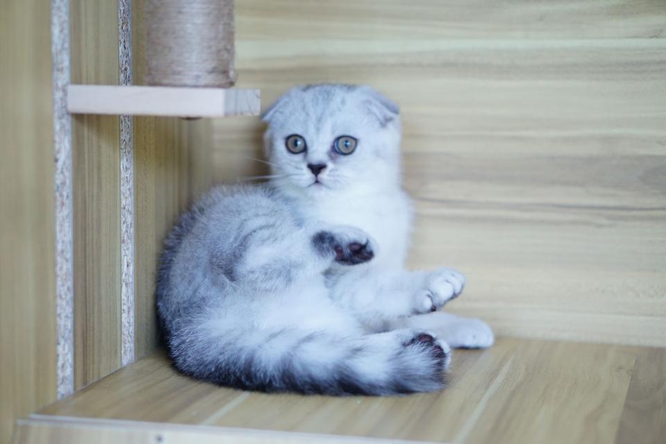 แมว สก็อตทิชหูพับ เพศเมีย รูปที่ 6