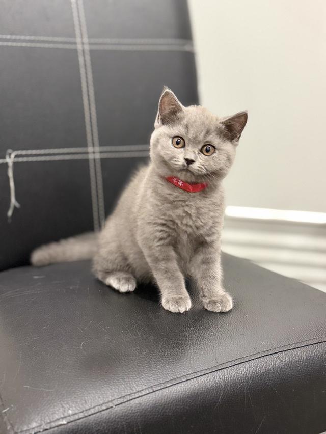 บริติช ช็อตแฮร์ สีบลู รูปที่ 5