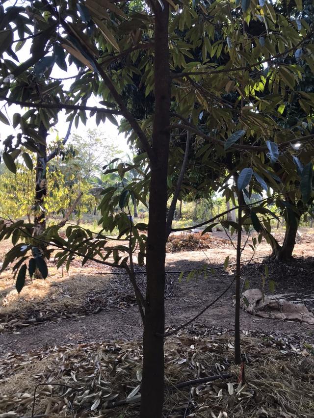 ให้เช่า สวนผลไม้ 12 ไร่ 7 หมื่นต่อปี 14