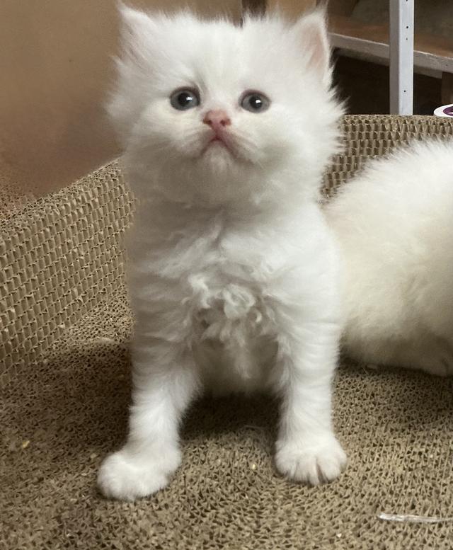 ลูกแมวเปอร์เซียขาวแท้สายตรง รูปที่ 4