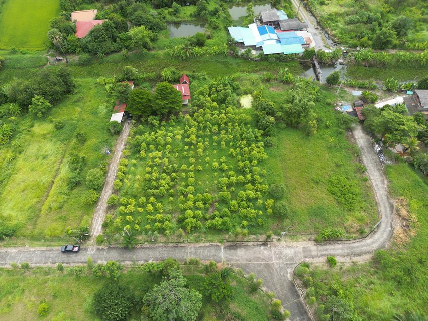  ที่ดินหนองจอก ติดคลองธรรมชาติ เจ้าของขายเอง 5