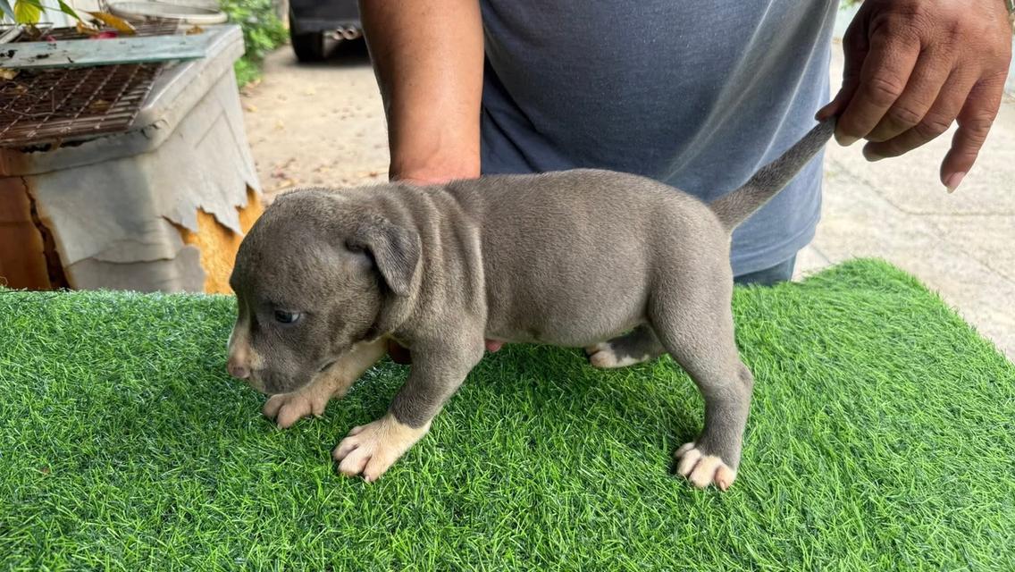 สุนัข American Pitbull