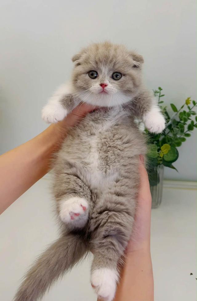 แมวมันช์กิ้นขาสั้นชายหญิงมีพร้อมเรทเริ่มต้นเพียง25,000 รูปที่ 3