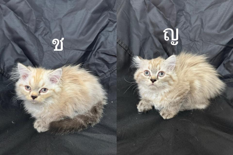 ลูกแมวเปอร์เซีย