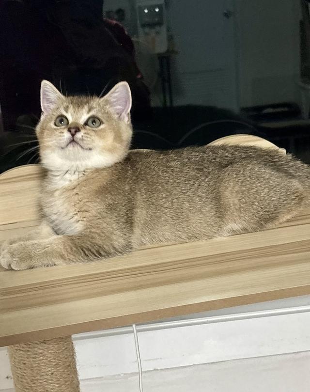 แมว British shorthair ชาย รูปที่ 5