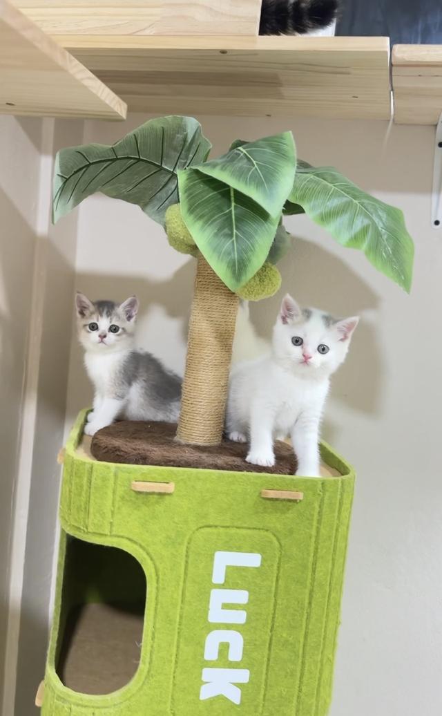 ลูกแมวสก๊อตติชโฟลด์👧🏻👶🏻 รูปที่ 6