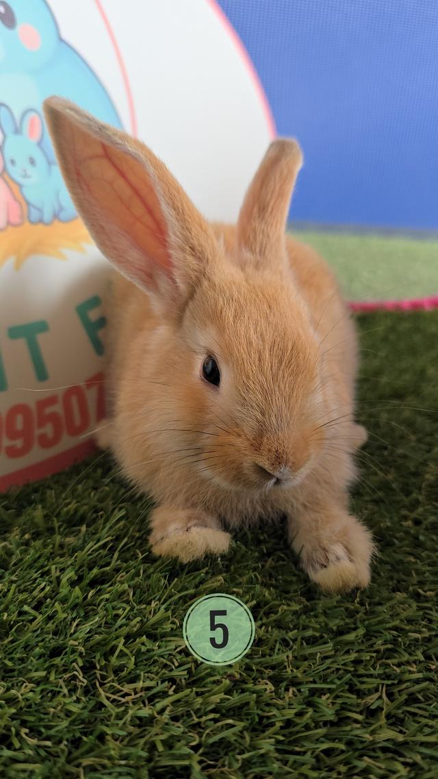 กระต่าย