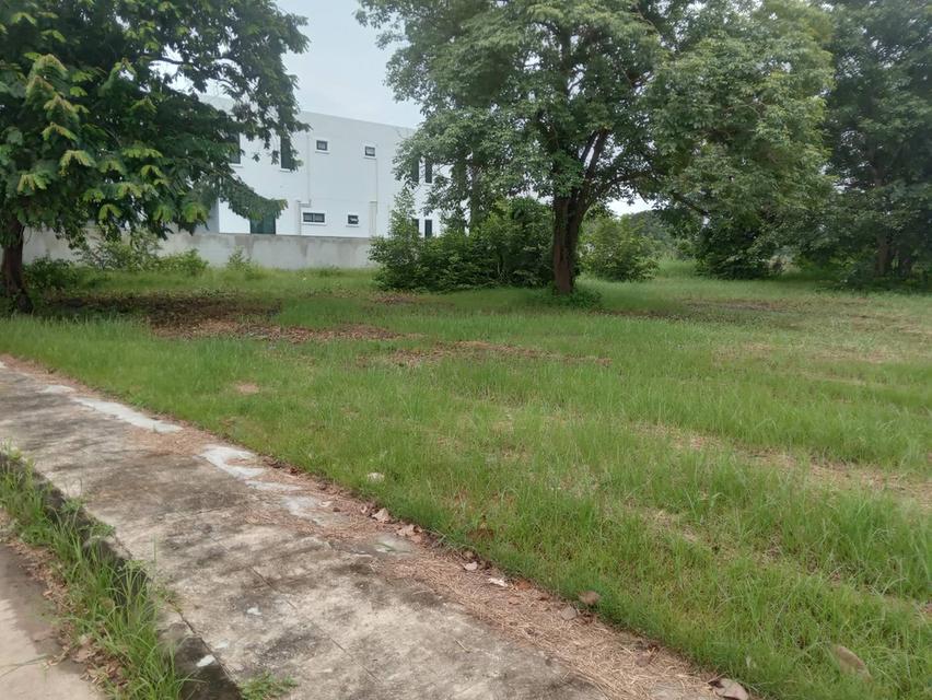 ขายที่ดินเปล่า 235 ตรว. ติดถนนคอนกรีต ติดทะเลสาบขนาดใหญ่ โครงการหมู่บ้านเดอะลากูน 1 4