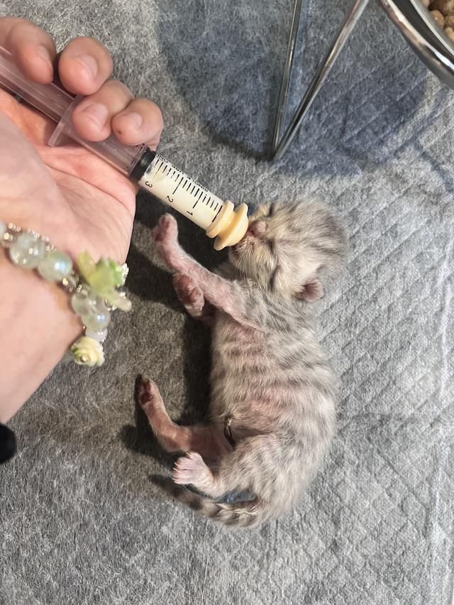 Scottish Fold  สก็อตติชโฟลด์ แท้ ระบบปิดเลี้ยงด้วยรัก รวมวัคซีน ถ่ายพยาธิ หยอดยากันปรสิตและไรหู สมุดวัคซีน รูปที่ 13