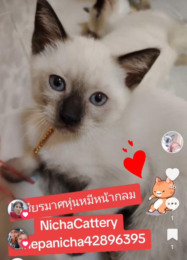 Siamese British Cat "แมววิเชียรมาศบริติชช็อตแฮร์"